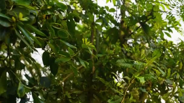 Ett Lutande Skott Rör Sig Nedåt Visar Tropiska Växter Med — Stockvideo