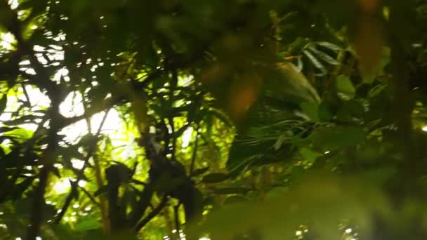 Çeşitli Tropikal Bitkileri Ağaçları Bitkilerin Bulunduğu Bir Patikayı Gösteren Bir — Stok video