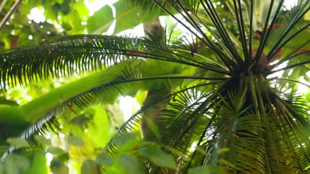 一个显示热带棕榈树白天在植物园中的绿色冠冕的视频 — 图库视频影像