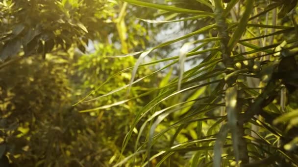 Bulanık Bir Bahçe Arka Planına Karşı Tropikal Bir Bitkinin Yapraklarına — Stok video