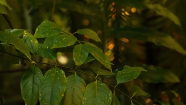 Een Kantelende Video Van Verschillende Tropische Planten Met Palmbladeren Aan — Stockvideo