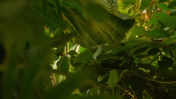 一段在各种热带植物间穿梭的视频 拍摄到一幅幅折扇棕榈叶的特写 — 图库视频影像