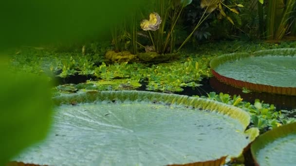 一个倾斜的视频镜头向上移动 显示了水莲垫白天漂浮在植物园的池塘上 — 图库视频影像