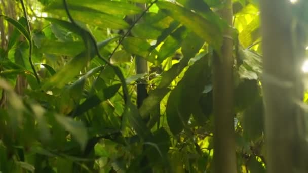Primo Piano Foglie Bambù Insieme Suoi Steli Giardino Botanico Durante — Video Stock