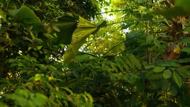 Vídeo Basculante Que Muestra Varias Plantas Tropicales Jardín Botánico Durante — Vídeo de stock
