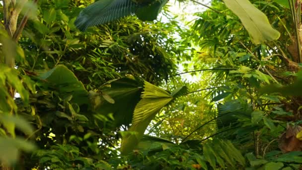 影片中展示了各种各样的热带植物 一只蝴蝶飞向左边 — 图库视频影像