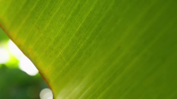 Zbliżenie Ujęcia Brzegów Liścia Banana Ogrodzie Botanicznym Ciągu Dnia — Wideo stockowe