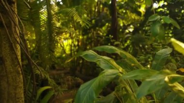 Çeşitli tropikal bitkilerin yakın plan çekimleri sonunda bulanık bir etki yaratıyor.