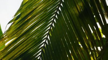 Yakın çekim, kahverengi ve kuru uçlu bir palmiye yaprağına doğru hareket ediyor.