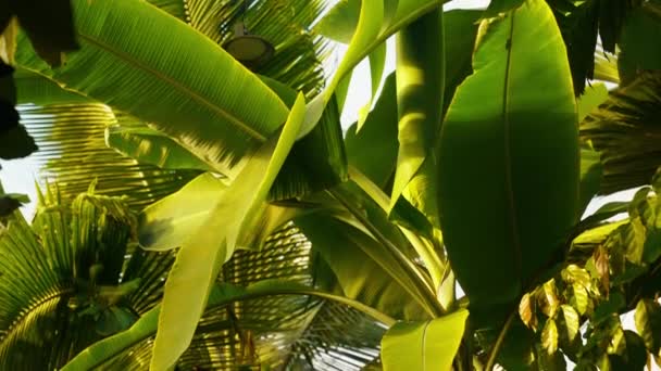 Vídeo Basculante Folhas Palma Banana Jardim Botânico Durante Dia — Vídeo de Stock