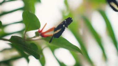 Butterfly flying near a flower while another feeds on an orange flower
