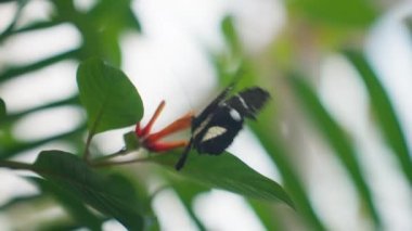 A butterfly in a garden spreading its wings as it consumes an orange flower