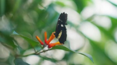 A black butterfly flaps its wings before taking off after feeding on a flower in a garden