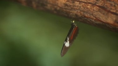 Close-up of a butterfly sitting on a tree branch