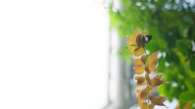 Daytime low angle shot of butterflies resting and flying over garden leaves