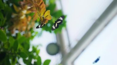 Daytime low angle rotating shot of butterflies resting and flying over garden leaves