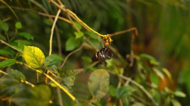 A black butterfly feeds on a tiny flower bud in a garden