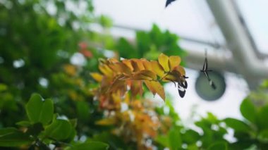 Daytime rotating shot of butterflies resting and flying over garden leaves