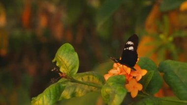 A butterfly takes off after resting on a yellow flower in a garden