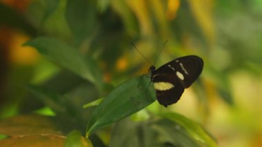 Close-up shot of a colorful butterly taking off after resting on green garden leaves