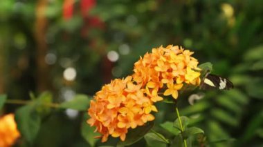 A butterfly flapping its wings while feeding on a yellow flower in a garden