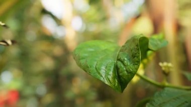 Close-up shot of green garden leaves with butterflies flying in the background