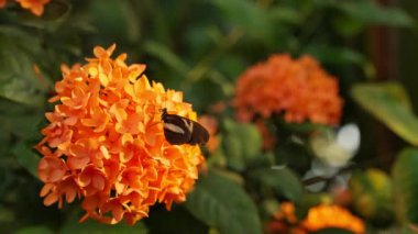 Close-up shot of a butterfly resting and feeding on a yellow colored flower in a garden