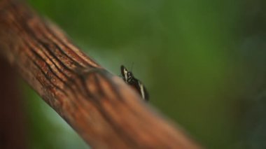 Camera shot focusing on a butterfly feeding while resting and flapping its wings on a branch