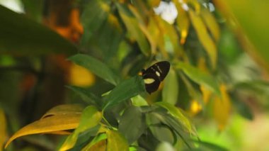 Camera shot zooming in on a butterfly resting on green garden leaves