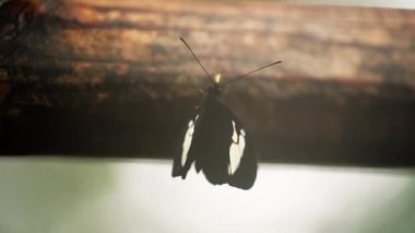 Close-up shot of a butterfly feeding while resting and flapping its wings on a branch
