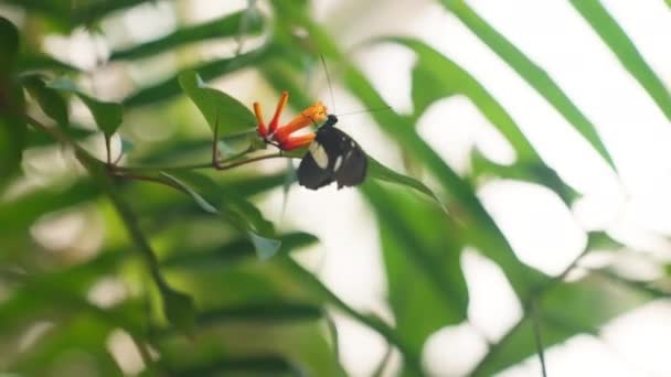 Black Butterfly Sitting Feeding Orange Flower — Vídeos de Stock