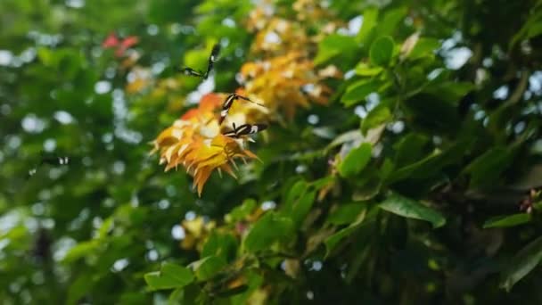 Daytime Shot Garden Leaves Butterflies Flying Sitting — Vídeo de stock