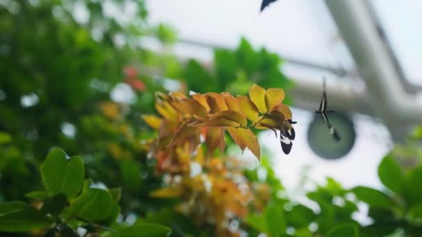 Daytime Rotating Shot Butterflies Resting Flying Garden Leaves — Vídeos de Stock