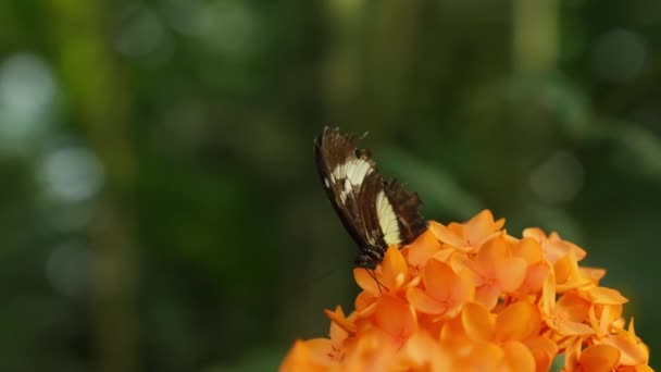Close Shot Yellow Flower Butterfly Resting — Wideo stockowe