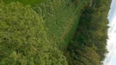 Meadow Tree, Spinning, Drone, Marienlyst Park
