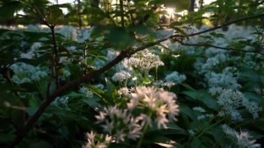 Sunrise, Wildflower, Forest, Tree, Summer