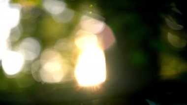 Sunlight, Summer, Nature, Forest, Leaf