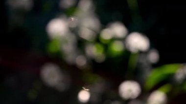 Insects, Crane Fly, Sunlight, Garden, Summer