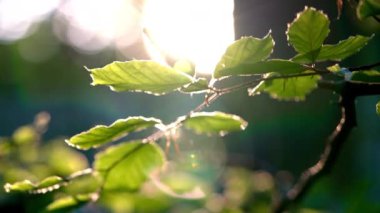 Leaves, Leaf, Plant, Summer, Sunlight