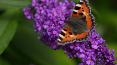 Buddleja, Small Tortoiseshell Butterfly, Summer, Garden