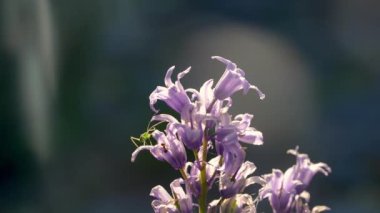 Petals, Bell Flower, Garden, Ant, Katydid