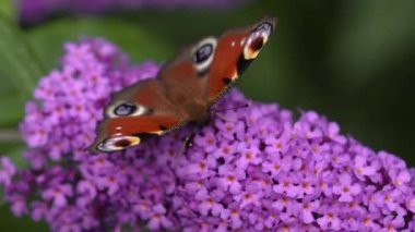 Summer, Nature, Peacock Butterfly, Buddleja