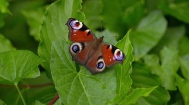 Peacock Butterfly, Leaf, Summer, Garden, Nature