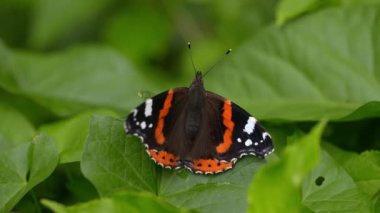 Red Admiral, Butterfly, Leaf, Summer, Garden
