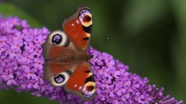 Summer, Nature, Peacock Butterfly, Buddleja, Garden