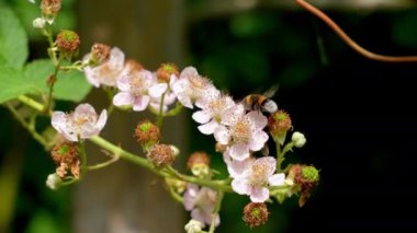 Bees, Flying, Pollinating, Flower, Summer