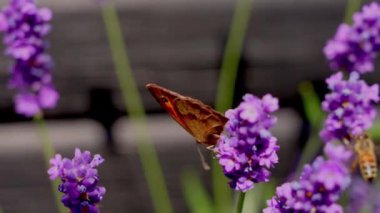 Pollinating, Lavender, Summer, Butterfly, Flower