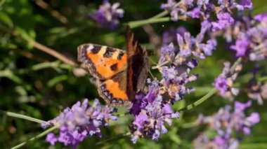 Summer, Tortoiseshell Butterfly, Flower, Petals, Lavender