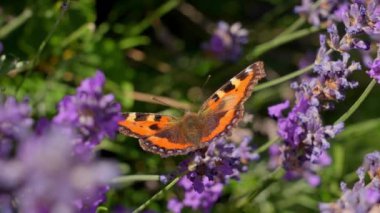 Summer, Tortoiseshell Butterfly, Flower, Petals, Lavender
