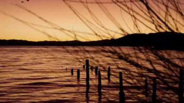A tilt shot moving downwards showing the lake in Bariloche, Argentina with the silhouette of the mountain and trees from afar, floating logs, and tree branches on the right side of the frame